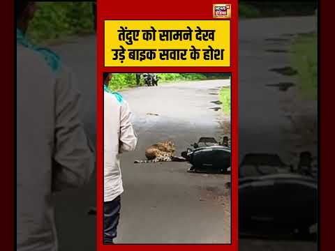 Leopard को सामने देख उड़े बाइक सवार के होश | #viralvideo #viralnews #shorts thumbnail