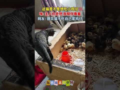 小鸡仔们看到猫咪都躲到箱子的一侧 thumbnail