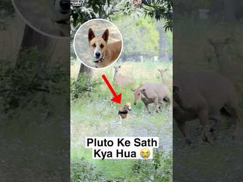 Pluto vs NeelGaye | Fight ‼️ thumbnail
