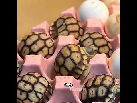 An Unbreakable Bond Between a Girl and a Sea Turtle #pets #cute #funny #shorts thumbnail
