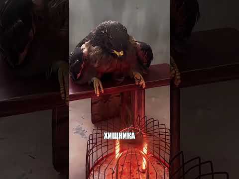 Кого люди СПАСЛИ из грязного болота 😱🔥🦅 thumbnail
