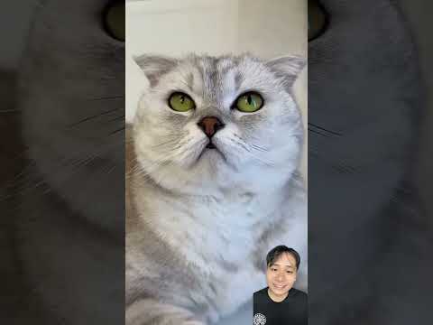 Con mèo nghịch ngợm phá phách thumbnail