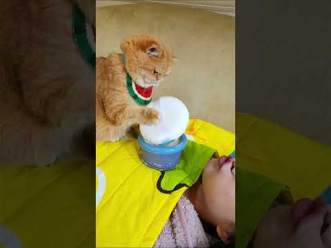 I Let My Cat Do My Makeup. #exlittlebeans #funnyvideo #funnycats #makeup thumbnail