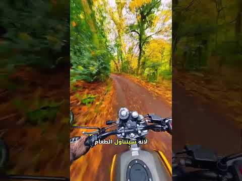 غلطة واحدة غيّرت طريقه إلى غابة مرعبة! 😱🏍️ thumbnail