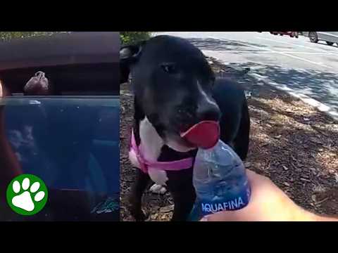 Florida Police Pull Desperate Dog From Blazing Hot Vehicle thumbnail