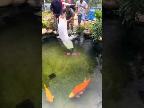 Fish lovers #fish #foryou thumbnail