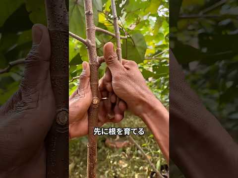 枝に傷をつけて水へ入れる理由 thumbnail