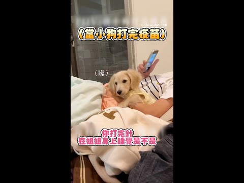 【要融化啦～】臘腸打完疫苗　眼神呆滯躺人類身上超萌XD #Shorts thumbnail