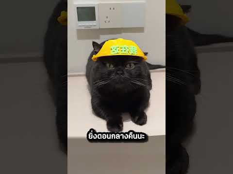 เมื่อแมวดำแปลงร่างเป็นอัศวินรัตติกาล! thumbnail
