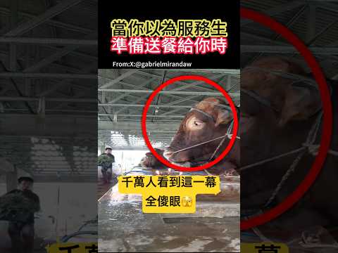 他做了一個動作！ 震撼千萬人 🫣 #動作 #動物#shorts 小林Lin’s life thumbnail