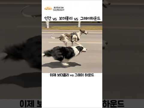 보더콜리 vs 그레이하운드 스피드 대결 최후의 승자는? thumbnail