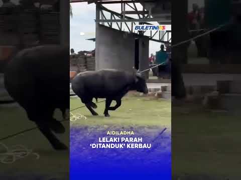 AIDILADHA | Lelaki parah ‘ditanduk’ kerbau thumbnail