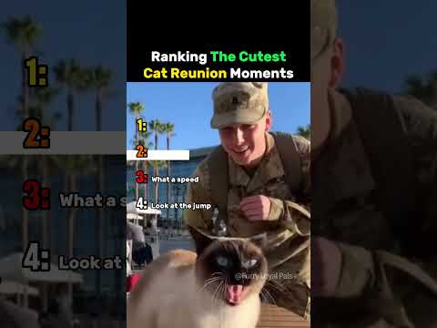 Ranking The Cutest Cat Reunion Moments #cat thumbnail