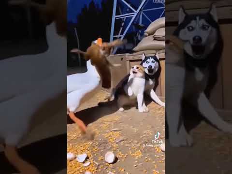 #funyy #cute #animals thumbnail
