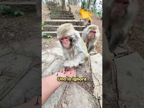 Le robó el premio al mono que ayudó 🙊🙈 thumbnail