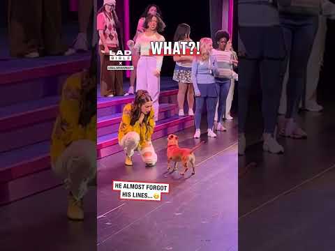 He was the star of the show 👏 #pets #dogs #amazing thumbnail