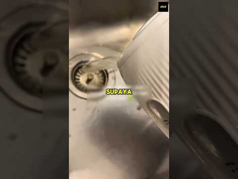 Jangan Abaikan Lalat Ini di Wastafelmu! thumbnail