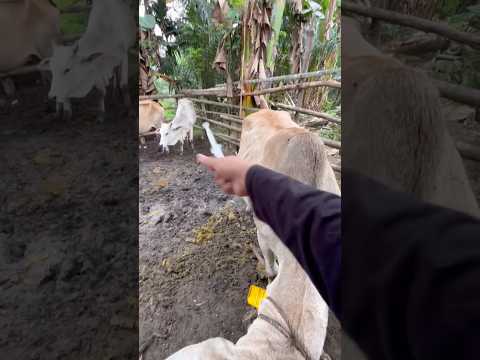 Suntikan multivitamin pada sapi indukan liar-Part II thumbnail
