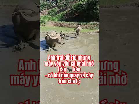 E10 anh trâu có việc làm thumbnail