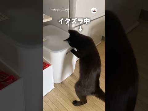 夢中でイタズラする猫を凝視してたら｜PECO thumbnail