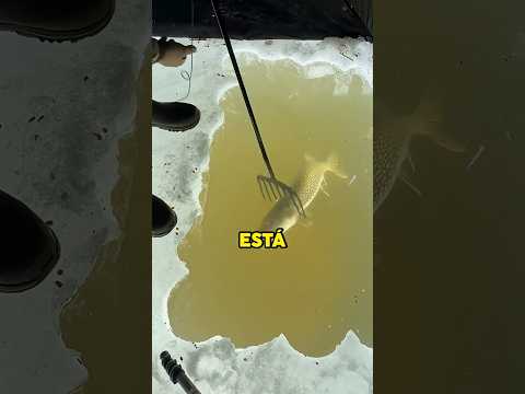 PARA BIEN PESCAR el AGUA hay que CALCULAR 🎣😱 #shorts #pesca #curiosidades #agua #wow thumbnail
