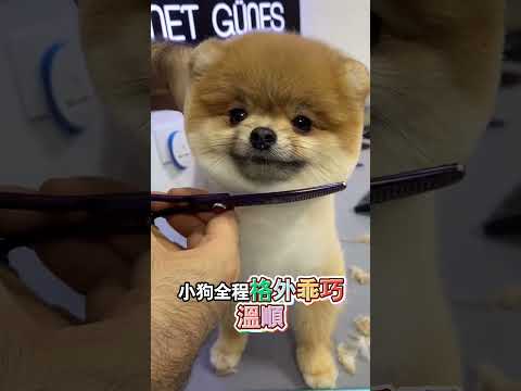 做美容赴宴的帥氣小狗 thumbnail