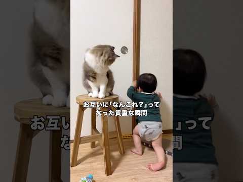 最初は楽しそうだったのに最後の方は「なんこれ･･･？」ってなってる息子w #マンチカン #赤ちゃん #猫パンチ #shorts thumbnail