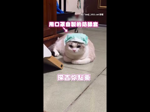 【朕不開心】貓咪耳朵點藥被戴自製頭套！臭臉氣噗噗｜#寵物雲 #shorts thumbnail