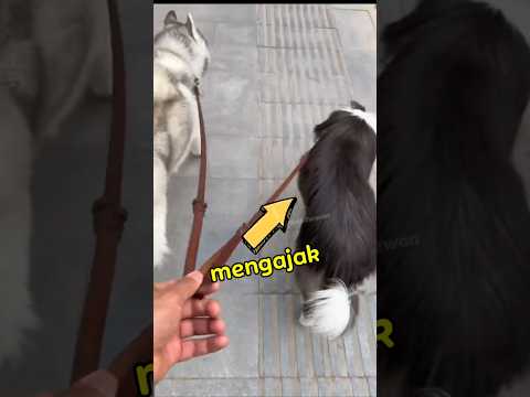 Anjing Ini Lakukan Hal Tak Terduga😱 #shorts thumbnail