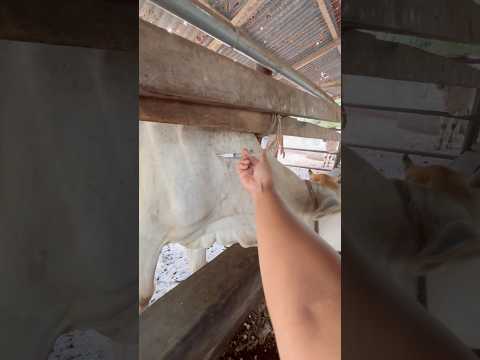 Pemberian injeksi obat pada sapi demam #sapi #shorts #cow thumbnail