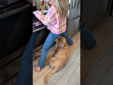 Rule 1: don’t question the rules #dogs #dogcomedy thumbnail