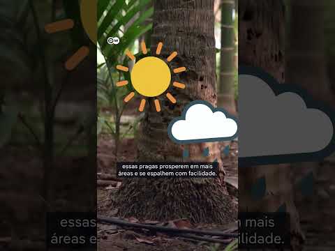 Praga ameaça produção de coco na Índia e preocupa agricultores thumbnail
