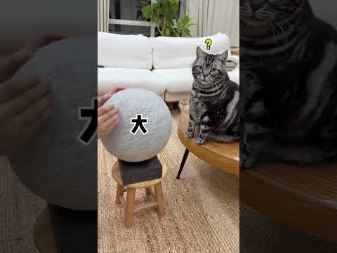 【牛奶是只猫】救命！最后的毛球竟然这么大 thumbnail