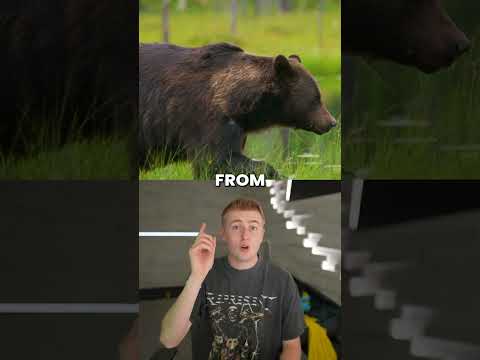 Bear Takes Over Crawlspace, Then Hits the Pool 🐻 thumbnail