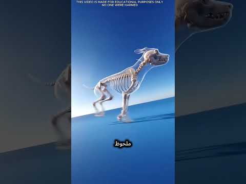 😱 تحول مذهل في كلب بعد تناوله اللحم النيء فقط! thumbnail