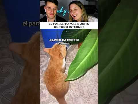 Descubre al verdadero parásito de sus plantas thumbnail