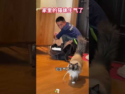 师傅上门装宽带，家里的猫咪却生气了？ #搞笑 #大熱門 #funny thumbnail