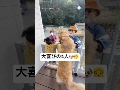 大喜びでお出迎えする2人?　　#ゴールデンレトリバー #大型犬　#犬　#女の子　#犬のいる暮らし thumbnail