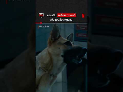 ฉากบีบหัวใจทาสหมาในตำนาน #IAmLegend #WillSmith #NetflixThailand #พากย์ไทย #shorts thumbnail