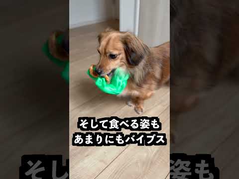 弟に兄がヤンキーになってるドッキリ仕掛けてみた！ thumbnail