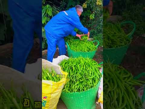 ගොවියාටත් අධ්‍යාපනය... #dpeducation #education #dhammikaperera #agriculture thumbnail