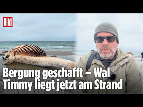 ANHOLT: Wal Timmy erfolgreich an Land gezogen! thumbnail