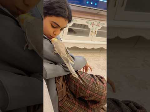 حب فجوري الجديد 🥺🦜💓#shortvideo #shorts thumbnail