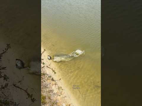 Orcas and Bream #bigfish #fishing thumbnail
