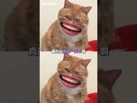 所以狗子终于还是在没人的地方暴露了自己是头牛的事实吗？！原来狗狗委屈的时候真的会牛叫啊！#万万没想到 #搞笑 #狗狗 #狗狗的迷惑行为 #萌宠 thumbnail