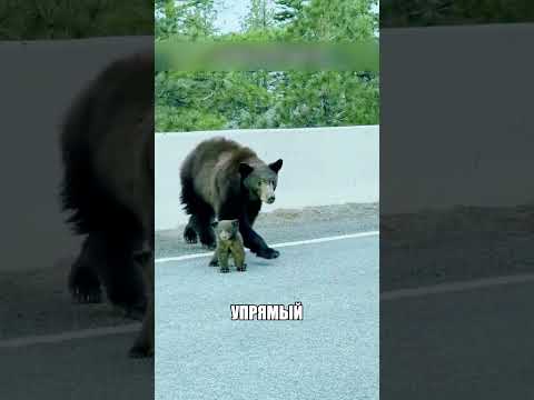 Этот упрямый медвежонок устроил НАСТОЯЩУЮ ИСТЕРИКУ🐻🚨😱 thumbnail