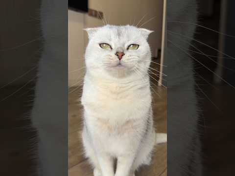 😼🥊 #cat #funny #cats thumbnail