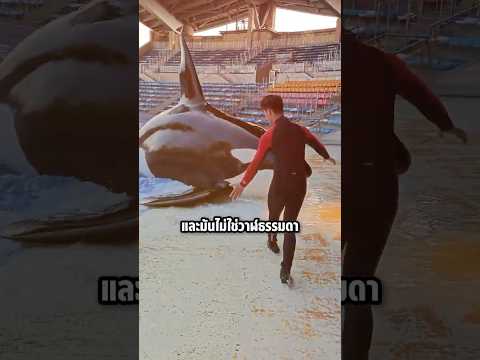 เขาเรียกวาฬเพชฌฆาตขึ้นบก แต่สิ่งที่มันทำอาจทำให้คุณอึ้ง #shorts #knowledge #viral #whale #ปลาวาฬ thumbnail