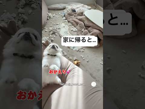 帰宅すると部屋が崩壊…隠れるゴールデンと大喜びのペキポメ　　#ゴールデンレトリバー #ペキポメ　#犬　#犬のいる暮らし #面白い thumbnail