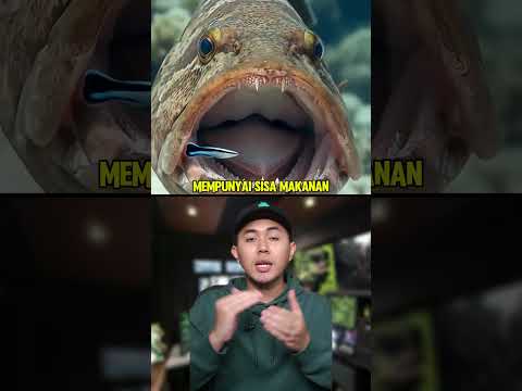 Ikan Kecil Ini Tidak Dimakan Jerung? thumbnail